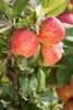 Malus 'Gala', Apfelbaum, 40 cm Stammhöhe Produktbild-Vorschau 9