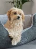 A small dog is resting in a dog bed. Produktbild-Vorschau