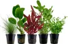 Pflanzen Set mit 5 Einsteiger Topf Aquarium Wasserpflanzen Produktbild-Vorschau 1
