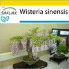 SAFLAX Kultivační sada - Wisteria - Wisteria sinensis - 4 Náhled obrázku produktu 5