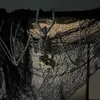 Halloween Zvířecí kostra Decration Děsivé netopýří kostry Náhled obrázku produktu 3