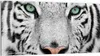 DEQORI Glasbild Echtglas 100x50 cm 'Blick des Tigers' Produktbild-Vorschau 1