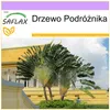 SAFLAX - Drzewo Podróżnika - 8 Nasiona - Ravenala Podgląd zdjęcia produktu 10