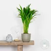 Bloomique - Dypsis Lutescens - Goldfruchtpalme - Areca Produktbild-Vorschau 2