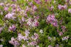 Syringa meyeri 'Palibin', Zwergflieder, lila, 60–80 cm Produktbild-Vorschau 7