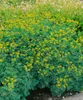 Ruta graveolens, Weinraute, aromatisch, ca. 9x9 cm Topf Produktbild-Vorschau 3