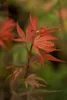 Acer palmatum 'Shaina', Japanischer Ahorn, kompakt, 60–80 Produktbild-Vorschau 4
