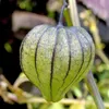 Tomatillo (Physalis ixocarpa)  - 20 graines Voir les images du produit 1