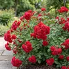 Rosa da giardino Rosa The Fairy Rossa, set da 3 - Anteprima dell’immagine prodotto 5