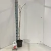 Vitis coignetiae - Scharlachwein | 70 cm en maceta Vista previa de la imagen del producto 2
