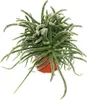 Rhipsalis baccifera horrida - Cactus corail - en pot de Voir les images du produit 2