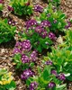 Gartenaurikel, im Topf - Primula x pubescens Produktbild-Vorschau 4