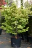 Fächerahorn 'OSAKAZUKI' 50-60 cm, Cont. 2,5 l Produktbild-Vorschau 4