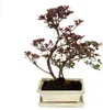 Zewnetrzne Bonsai Rhododendron simsii - Azalia 20cm Podgląd zdjęcia produktu 3