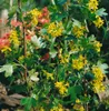 Ribes aureum, Gold-Johannisbeere, 60–100 cm Produktbild-Vorschau 10