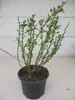 Chamaecytisus purpureus - Purpur-Ginster - duftend Produktbild-Vorschau 2