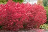 Euonymus alatus, Flügel-Spindelstrauch, 40–60 cm, leuchtend Produktbild-Vorschau 10