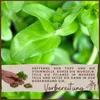 Aquarium Pflanze 3 Stück Microsorum pteropus  Wasserpflanze Produktbild-Vorschau 5