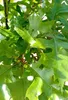 Kugelige Sumpfeiche Quercus palustris Green Dwarf Hochstamm Produktbild-Vorschau 2