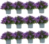 Campanula Addenda Ambella fioletowa zestaw 12 sztuk - Podgląd zdjęcia produktu 1