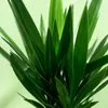 Green boutiQ - Zimmerpflanze - Yucca elephantipes - Yucca - Produktbild-Vorschau 5