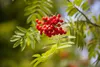 Sorbus aucuparia, Vogelbeere, 150–200 cm, robust und Produktbild-Vorschau 3