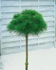 Pinus strobus 'Minima', Weymouth-Kiefer, kompakt, 25–30 cm Produktbild-Vorschau 13