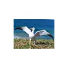 Albatros Wanderer L - Tierfigur Produktbild-Vorschau 3