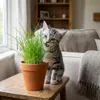 Cyperus Zumula, Katzengras, Zyperngras, 20-30 cm, Topf 12 Produktbild-Vorschau 2