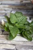 Melissa officinalis, Zitronenmelisse, aromatisch, ca. 11x11 Produktbild-Vorschau 2