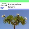 SAFLAX Garden to go - Madagaskar - palma - Pachypodium Náhled obrázku produktu 10