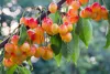 Prunus avium 'Rainier', Gelber Kirschbaum, Höhe 100cm, 5 Produktbild-Vorschau 3