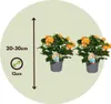 Krossandra lejkowata - 2 szt - Crossandra 'Fortuna' - Podgląd zdjęcia produktu 2