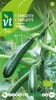 Zucchini Kletter Samen - Ca. 1 gr | VT_257 Produktbild-Vorschau 1