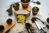 Exotische Kakteen Samen mit hoher Keimrate - Sukkulenten Produktbild-Vorschau 4