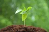 SAFLAX - BIO - Bazalka thajská - Ocimum basilicum - 250 Náhľad obrázku produktu 6