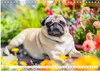Mops-Mania - Der Spaßkalender für Mops-Fans (Wandkalender Produktbild-Vorschau 8