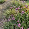 6 Verbena bonariensis Gartenpflanzen, purpurfarben, Höhe 20 Produktbild-Vorschau 5