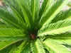 Cycas revoluta 130–150 cm – Japanische Sagopalme Palmfarn Produktbild-Vorschau 4