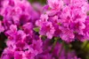 Rhododendron obt. 'Königstein', lila Blüten, 30–40 cm Produktbild-Vorschau 7