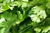 SAFLAX - Bio - Kolendra - 150 Nasiona - Coriandrum sativum Podgląd zdjęcia produktu 5