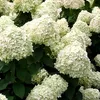 2 x  Hortensia  - Hydrangea arborescens 'Grandiflora'  | Voir les images du produit 2