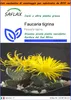 SAFLAX Garden in the bag - Faucaria tigrina - 40 semi - Anteprima dell’immagine prodotto 1