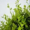 A close-up view of lush green foliage, likely a plant or shrub, against a plain white background. Podgląd zdjęcia produktu