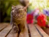 CALVENDO Puzzle Ein Motiv aus dem Kalender Kittens - Produktbild-Vorschau 3
