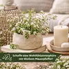 Weißer Mauerpfeffer Sedum album, 1 Portion, Bodendecker für Produktbild-Vorschau 6
