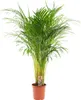 Goldfruchtpalme Areca – Zimmerpflanze Ø21cm – 110cm hoch – Produktbild-Vorschau 9