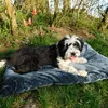 A black and white dog is lying on a blue dog bed in a grassy outdoor setting with trees and foliage in the background. Produktbild-Vorschau