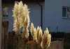 Pampas grass plumes illuminated by sunlight in front of a building. Produktbild-Vorschau