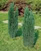 Chamaecyparis lawsoniana 'Ellwoodii', Blaue Scheinzypresse, Produktbild-Vorschau 7